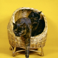 Picture of two tortoiseshell cats, one climbing from basket 