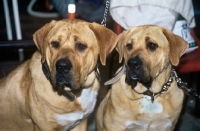 Picture of two tosa dogs