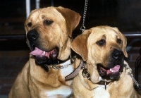 Picture of two tosa dogs