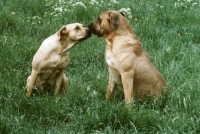 Picture of two Tosa Inu dogs looking at each other, smelling (the first originally imported pair from Japan, the male on the right is famous TARO)