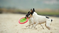 Picture of two Toy Fox Terriers retrieving frisbee