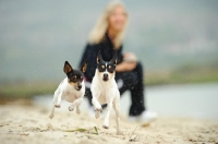 Picture of two Toy Fox Terriers running