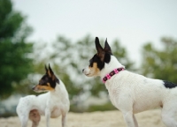 Picture of two Toy Fox Terrier