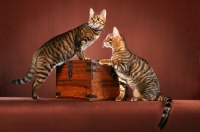 Picture of two Toyger cats