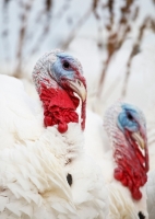 Picture of two turkeys