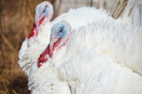 Picture of two turkeys