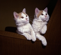 Picture of two Turkish Van cats sitting on arm of chair