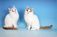 Picture of two Turkish Van kittens