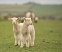Picture of two twin lambs on grass, baby