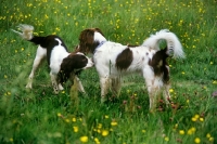 Picture of two undocked english springer spaniels, working type,  communicating