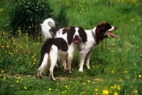 Picture of two undocked english springer spaniels, working type,  
