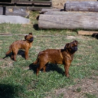 Picture of two undocked griffons petit brabancon, smooth undocked