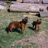 Picture of two undocked griffons petit brabancon, smooth undocked