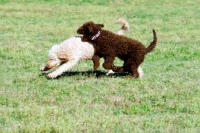 Picture of two undocked poodles running together in a field