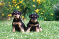 Picture of two very young Airedale Terrier puppies