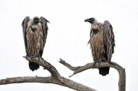 Picture of two Vultures on a branch