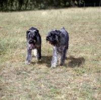 Picture of two walking giant schnauzers