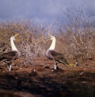 Picture of two waved albatross in courtship dance star gazing, hood island, galapagos 
