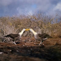 Picture of two waved albatross in courtship dance on hood island, galapagos islands