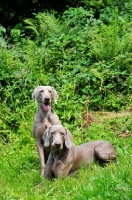 Picture of two Weimaraner dogs