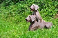 Picture of two Weimaraners in grass