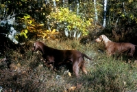 Picture of two weimaraners in woods