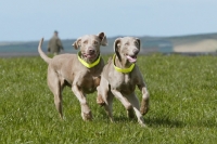 Picture of two Weimaraners playing