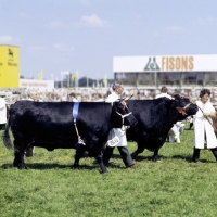 Picture of two welsh black bulls at show