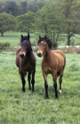 Picture of two welsh cobs (section d) fillies 