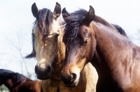 Picture of two welsh cobs (section d) 