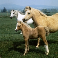 Picture of two welsh mountain ponies with a foal, watching
