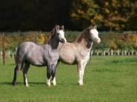 Picture of two Welsh Mountain Ponies