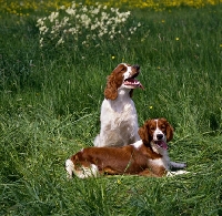 Picture of two welsh springer spaniels in field