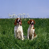 Picture of two welsh springer spaniels sitting in long grass