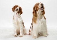 Picture of two Welsh Springer Spaniels