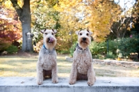 Picture of two welsh terriers sitting on ledge