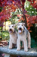Picture of two welsh terriers standing on bench