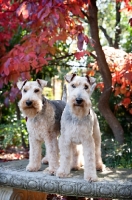 Picture of two welsh terriers standing on bench