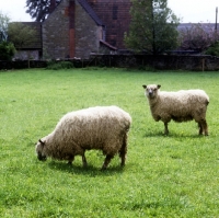 Picture of two wensleydale sheep in a field