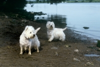 Picture of two west highland white terriers beside river