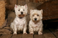 Picture of two West Highland white Terriers in a barn