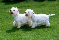 Picture of two west highland white terriers having a laugh 