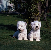 Picture of two west highland white terriers