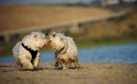 Picture of two West Highland White Terriers playing on beach
