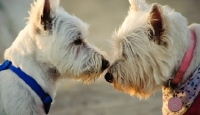 Picture of two West Highland White Terriers meeting