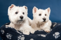 Picture of two West Highland White Terriers together in a basket