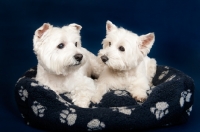 Picture of two West Highland White Terriers in basket