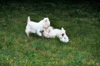 Picture of two west highland white terriers playing