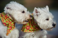 Picture of two West Highland White Terriers wearing scarfs