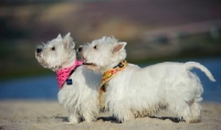 Picture of two West Highland White Terrier wearing scarfs on beach